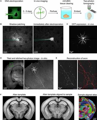 Axonal and Dendritic Morphology of Excitatory Neurons in Layer 2/3 Mouse Barrel Cortex Imaged Through Whole-Brain Two-Photon Tomography and Registered to a Digital Brain Atlas